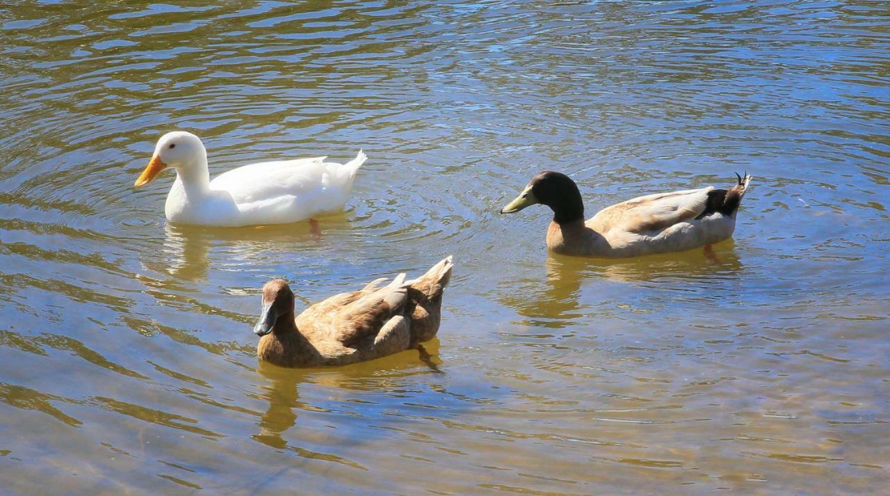 Sanctuary Lakes Fauna Retreat Urangan ภายนอก รูปภาพ